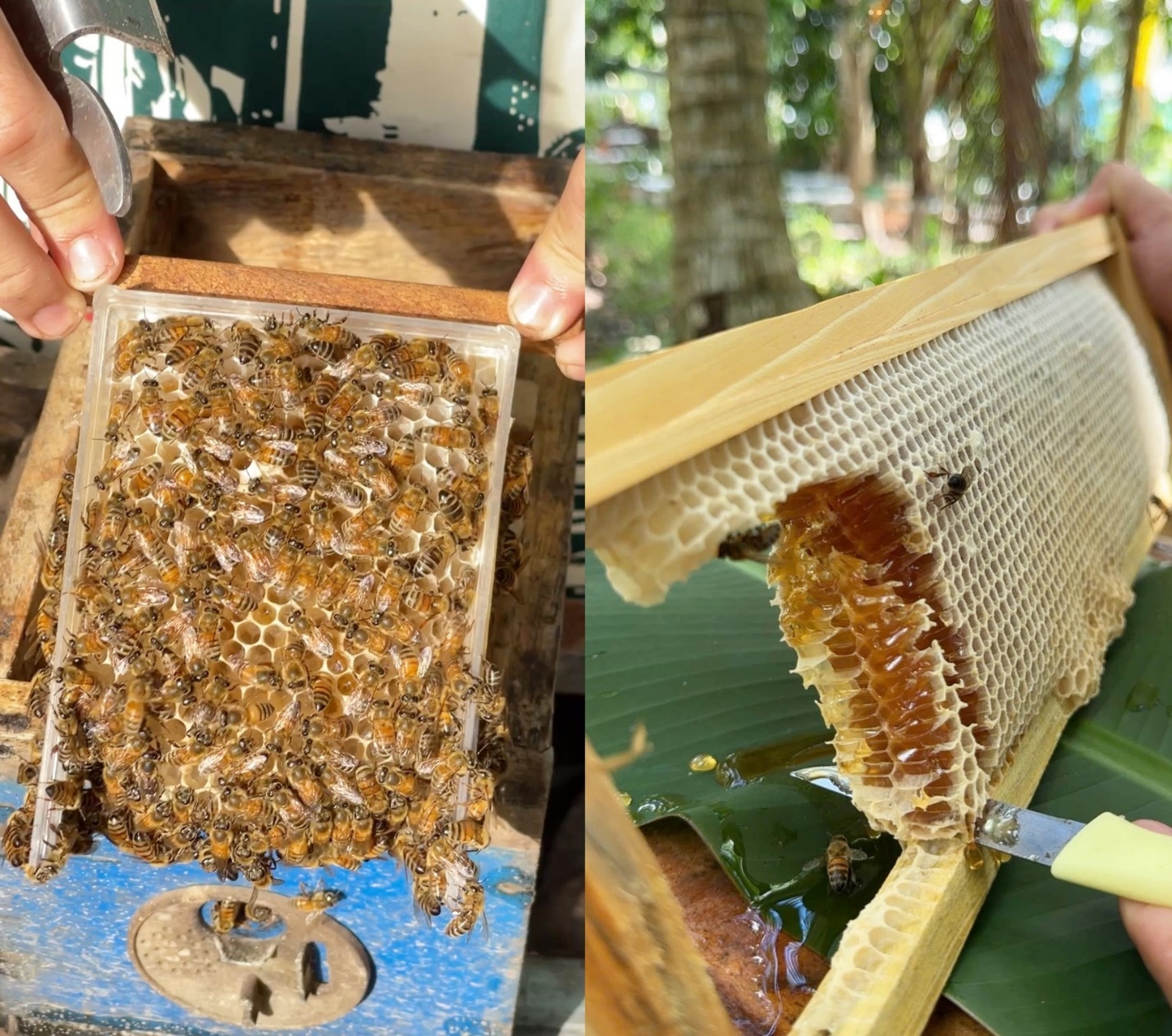 Đàn ong mật của anh Tùng cho năng suất tốt