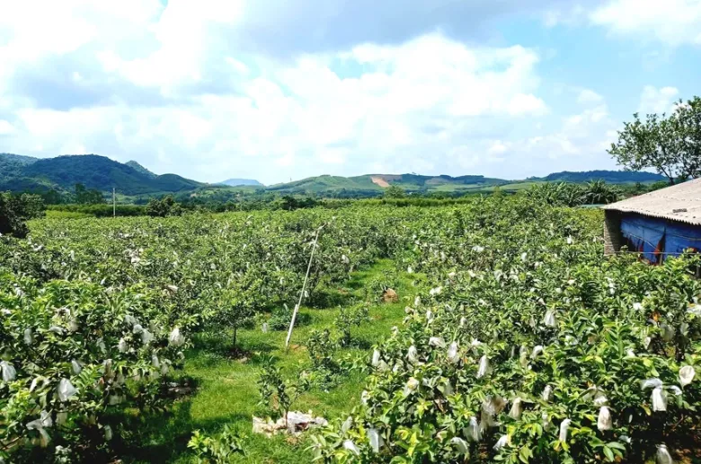 Vườn ổi xanh mướt của gia đình chị Lương 