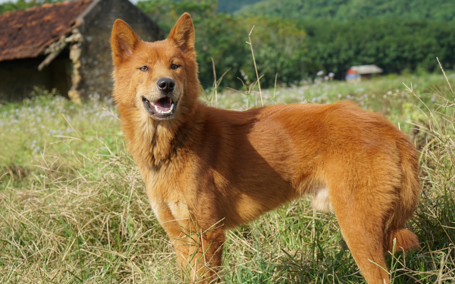 Giống chó này có giá bán lên tới hàng chục triệu đồng cho giống thuần chủng đẹp.