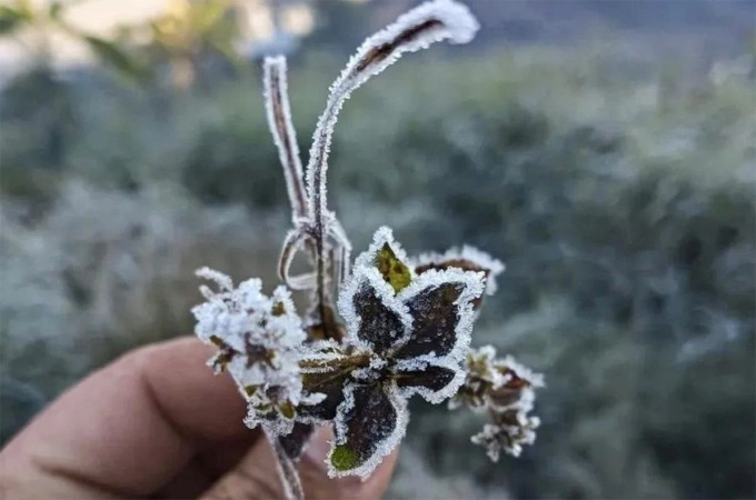 Cây cối chết cóng vì băng. Ảnh: Hải Thượng