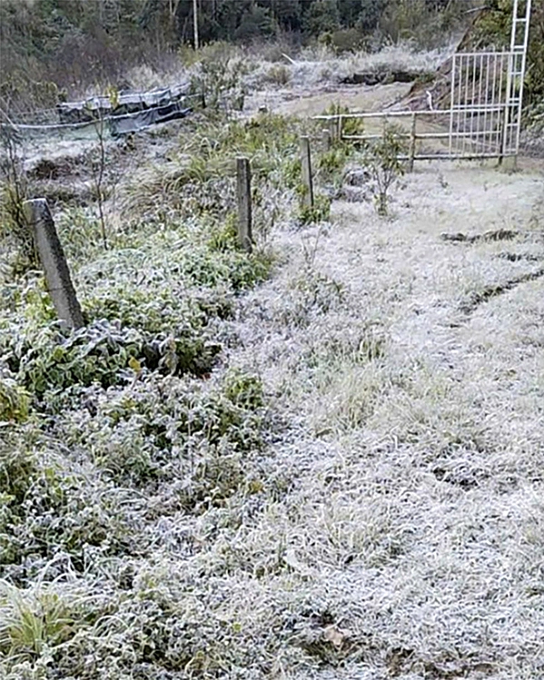 Băng phủ kín thảm thực vật ở bản Buộc Mú, xã Na Ngoi, ngày 1/12. Ảnh: Hải Thượng