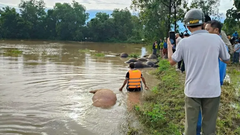 Lực lượng chức năng hỗ trợ thu gom số trâu bị chết. Ảnh: N.N
