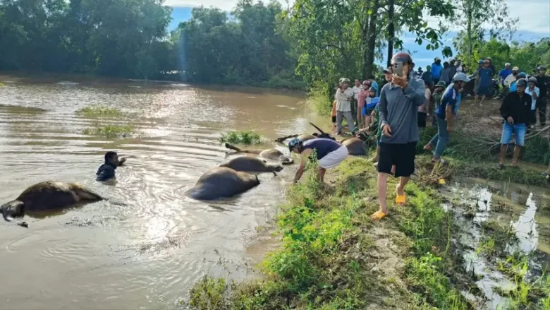 Hàng chục con trâu chết do ngạt nước. Ảnh: N.N