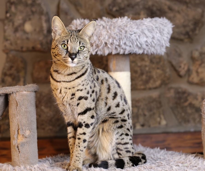 Giá mèo Savannah rất đắt, dao động từ vài chục triệu đến hàng tỷ đồng, tùy theo thế hệ