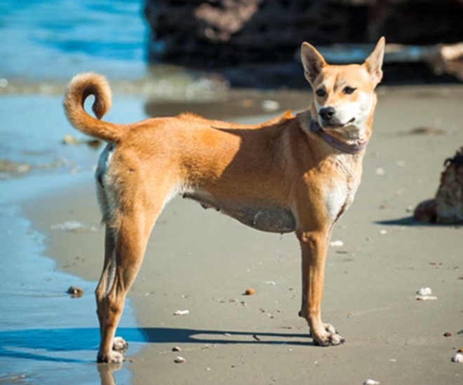 Chó Phú Quốc thuần chủng hiện có mức giá khoảng 6 triệu đồng, mẫu mã đẹp có thể lên tới 15 triệu đồng hoặc hơn. 