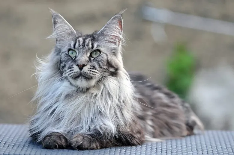 Giá mèo Maine Coon ở Việt Nam rất đa dạng, từ 2 - 5 triệu đồng cho mèo lai, 10 - 40 triệu đồng cho mèo thuần chủng nhân giống trong nước, đến trên 49 triệu đồng cho mèo nhập khẩu