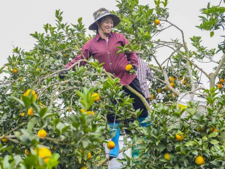 Bội thu loại cam đặc sản nổi tiếng Thanh Hóa