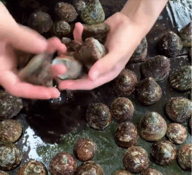 Ốc nón được xem như sản vật trời ban vì chỉ có thể khai thác từ tự nhiên. Tùy từng vùng biển mà ốc nón có chút khác biệt về kích cỡ, màu sắc. Ảnh: Chuyện Thi ở đảo