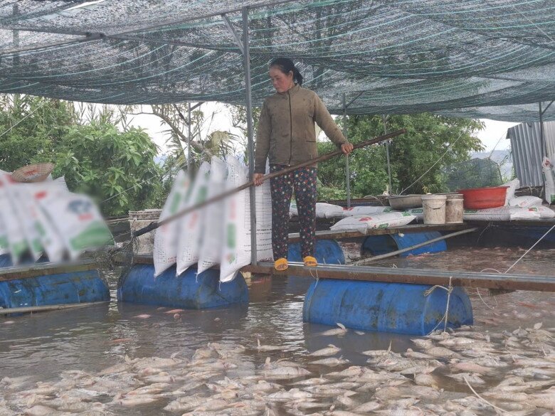 Người dân đau xót vớt cá chết.