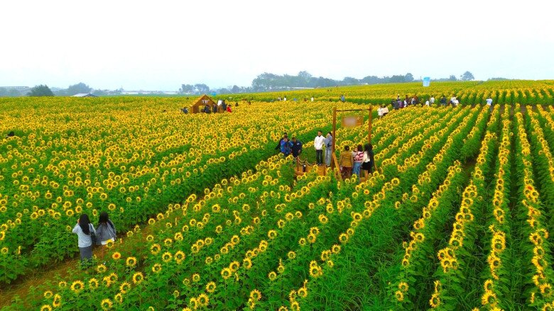 Những ngày cuối tháng 12, khi gió mùa Đông Bắc tràn về mang theo cái se lạnh dịu nhẹ, cánh đồng hoa hướng dương ở xã Nghĩa Lâm (tỉnh Nghệ An) bỗng trở thành điểm hẹn rực rỡ sắc vàng. Trên diện tích rộng hàng chục héc-ta, hoa đồng loạt bung nở, trải dài như tấm thảm vàng óng dưới nắng đông, thu hút hàng nghìn du khách, đặc biệt là giới trẻ, tìm về tham quan, chụp ảnh, lưu giữ khoảnh khắc.