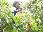 Tin tức - Theo chân người Xơ Đăng lên rừng hái "hạt ngọc trời", kiếm tiền triệu mỗi ngày