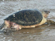 Tin tức - CLIP: Cụ rùa 50 tuổi lụy vào bờ Mũi Né, ngư dân làm lễ an táng trang trọng