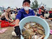 Tin tức - Vươn khơi sau mưa lũ, ngư dân trúng đậm ghẹ biển, thu hàng triệu đồng