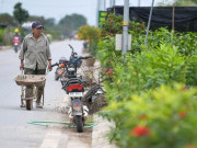 Tin tức - Vựa cây cảnh lớn nhất miền Bắc chạy đua thời gian vụ Tết