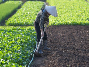 Tin tức - Nhịp sống bình lặng của nông dân Tiền Lệ giữa mùa rau tăng giá