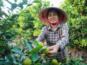 Tin tức - Làng quất lớn nhất xứ Thanh "chạy đua" cho vụ Tết