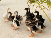 Lifestyle - Độc lạ cuộc thi đặt tên cho đàn vịt trôi dạt vào resort 5 sao