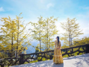 Lifestyle - Loài cây ở Sa Pa xanh tươi quanh năm bỗng chuyển sắc vàng rực rỡ