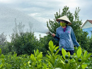 Tin tức - Nông dân Hội An tất bật chăm quất cảnh trước nỗi lo dịch bệnh, thời tiết