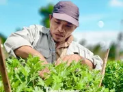 Tin tức - Mưa kéo dài, thủ phủ hoa cúc miền Trung "đứng ngồi không yên"