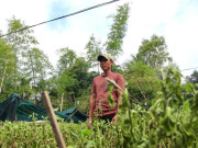 Tin tức - Nông dân Khánh Hòa mất trắng vụ Tết sau mưa lũ lịch sử