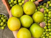 Lifestyle - Đặc sản Hải Phòng trồng trên nền đất muối, vị ngọt như đường, ăn giòn mát