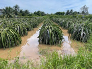 Tin tức - Nông dân xót xa nhìn vườn thanh long để bán Tết chìm trong "biển nước"