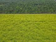 Lifestyle - Hà Nội: Dạo chơi trên cánh đồng rực rỡ sắc vàng hoa cải