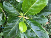 Sức khỏe - 5 cách dùng lá mít chữa bệnh