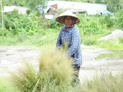 Lifestyle - Phiên chợ độc lạ ở An Giang buôn bán "thứ bỏ đi", nuôi sống bao phận người