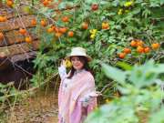 Lifestyle - Check in ở "thủ phủ" hồng cổ thụ chín rực rỡ