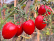 Sức khỏe - Loại quả trước chỉ vài nghìn đồng/kg, nay giá đắt đỏ ngang thịt khiến người mua hàng “choáng váng”