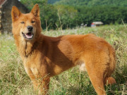 Lifestyle - Tứ đại quốc khuyển Việt Nam nổi tiếng thông minh, có con góp sức trong cuộc khởi nghĩa Lam Sơn của vua Lê Lợi