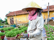 Tin tức - Người trồng cúc Đà Nẵng lao đao vì hoa thối rễ, khó cứu trước Tết