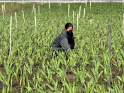 Tin tức - "Thủ phủ" hoa lay ơn lớn nhất cả nước sau lũ: Vun đất mà lòng nặng trĩu