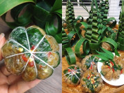 Lifestyle - 5 đặc sản miền Tây vừa đẹp vừa ngon: Có món “làm khó nhau” trong ngày cưới, gọi ra rồi không nỡ ăn 