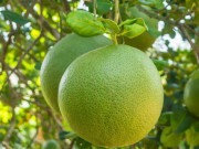 Sức khỏe - Ăn bưởi mỗi ngày có an toàn với người tăng huyết áp?