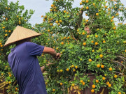 Tin tức - Người dân Tứ Liên hối hả đưa quất "vào thế"