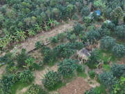 Xác xơ những khu vườn trồng đặc sản tiến vua ở Huế sau lũ