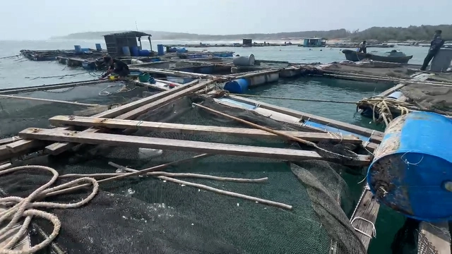 Nhiều lồng bè khu vực từ Lạch Dù đến Bãi Phủ hư hỏng nặng. Ảnh: B.H