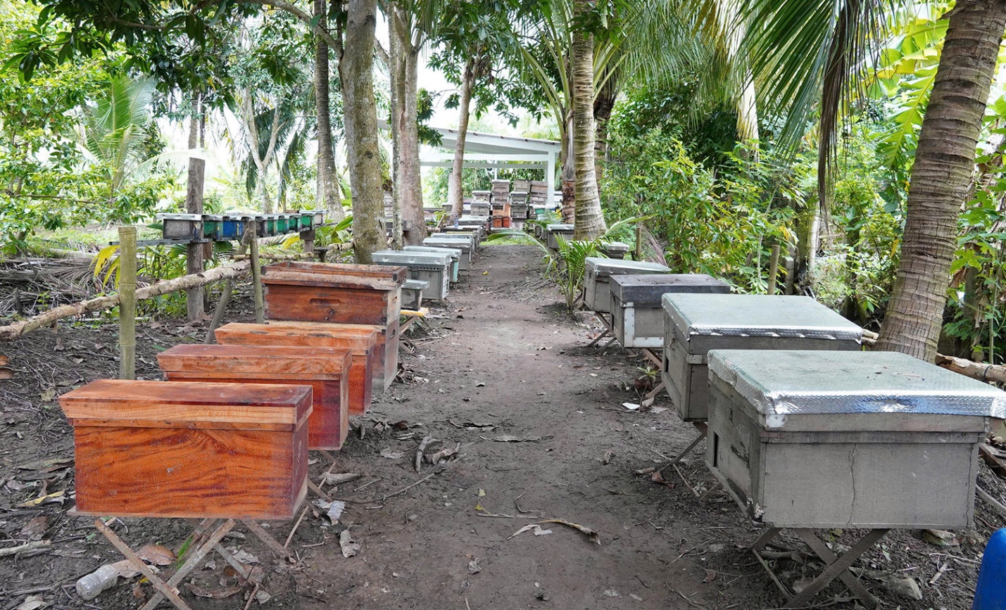 Mô hình nuôi ong mật của anh Tùng được nhân rộng