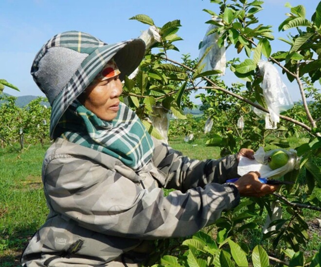 Chị Lương bên vườn ổi trĩu quả