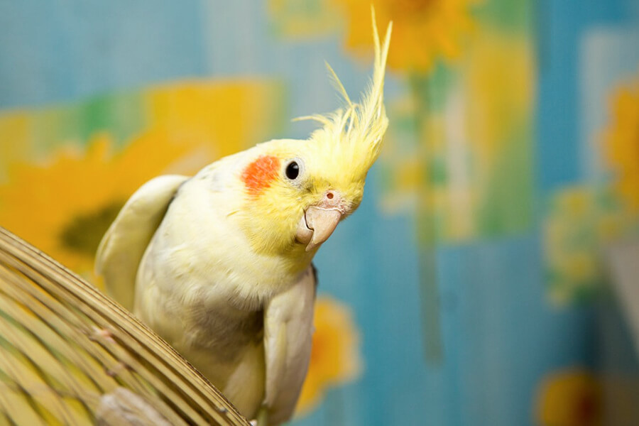 Vẹt Cockatiel có ngoại hình đẹp