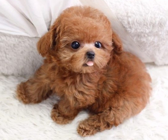 Chú Poodle đáng yêu