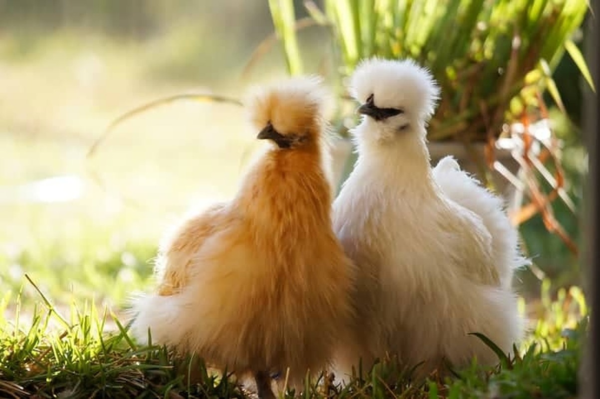 Gà Silkie