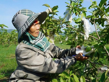 Chị nông dân Nghệ An đánh “liều” gieo trái ngọt trên vùng đất đỏ nắng gió, từ tay trắng đến hàng trăm triệu đồng/năm