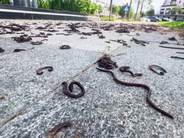 Chuyên gia nói gì việc hàng nghìn con giun bò lên mặt đất một cách bất thường?