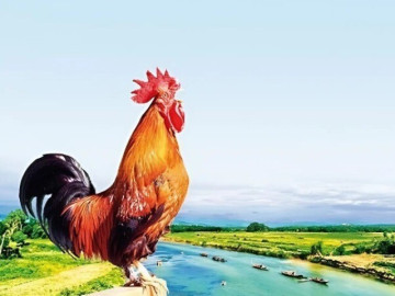 Tỉnh nào một con gà gáy ba nước cùng nghe, có vị quan tài giỏi phò tá vua nhà Nguyễn, công lớn trong sử Việt?