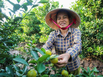 Làng quất lớn nhất xứ Thanh chạy đua cho vụ Tết