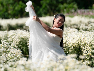 Check in cúc hoạ mi vào mùa nở rộ